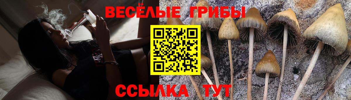 Галлюциногенные грибы Psilocybe Клин